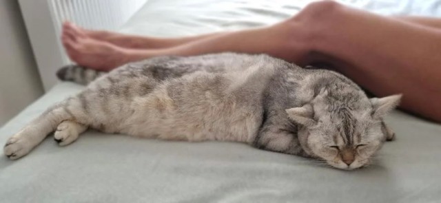 Почему кошка спит с человеком: 3 основные причины и важные моменты, о которых следует знать