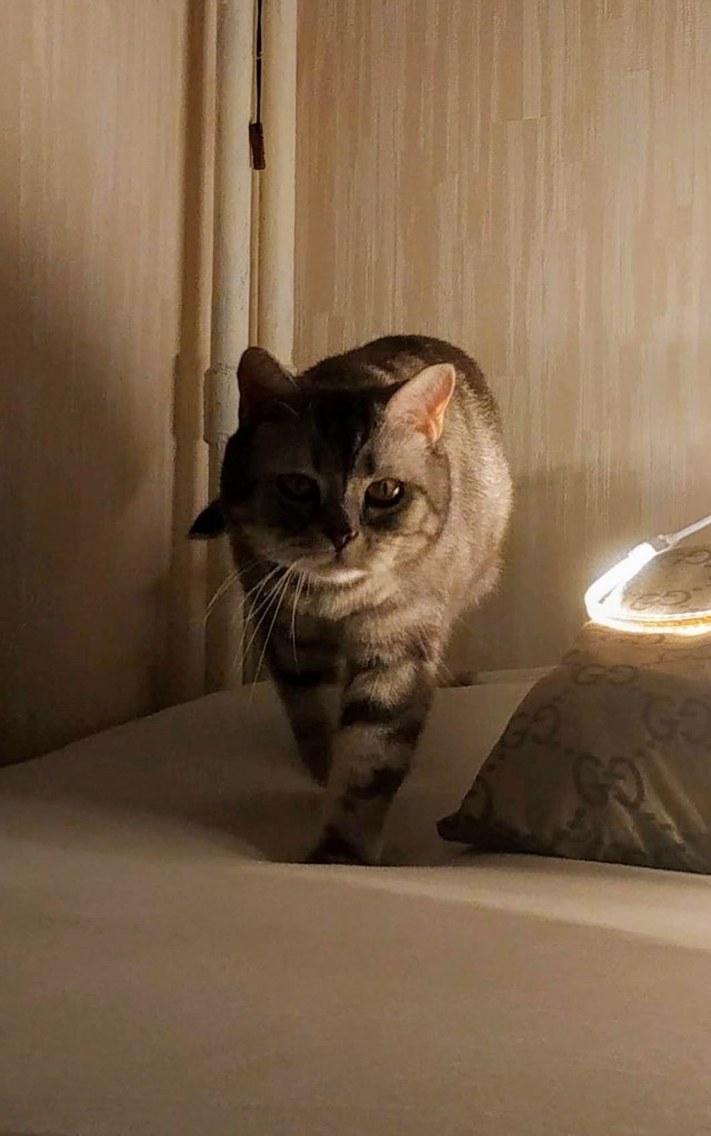 Юбилей кота 09.ХII.2013