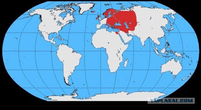 Мама Утка и ворона