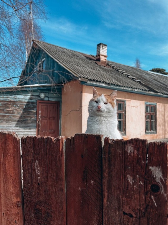 Никакие картинки