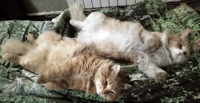 Котовторник в картинках