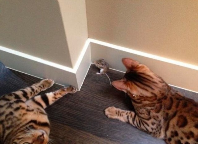 Так себе картинки 16.01.25