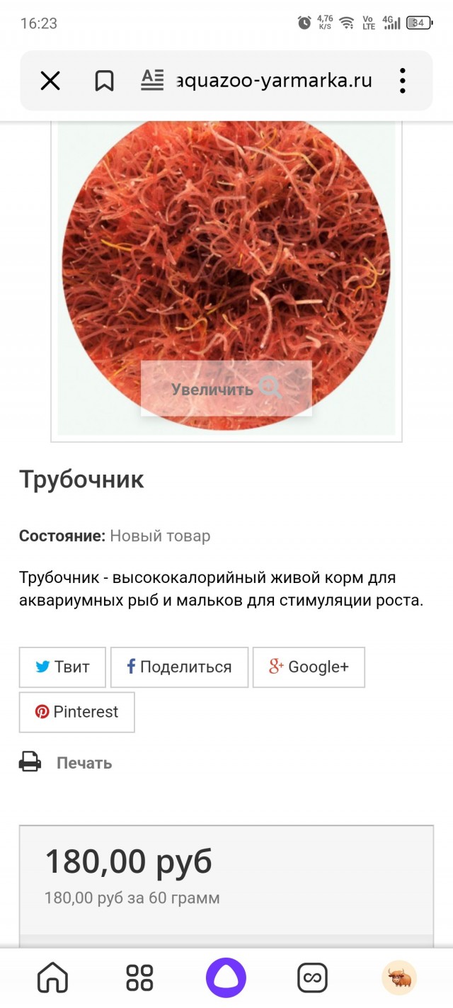 Записки аквариумиста, трубочник Изя