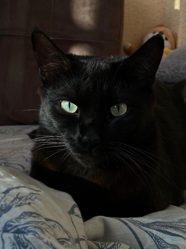 Кот одного фото