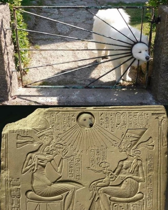 А вы говорите - коты