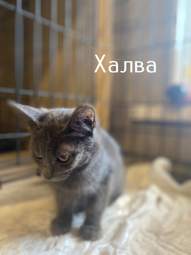 Жизнь домашнего приюта "Котоленд" 510