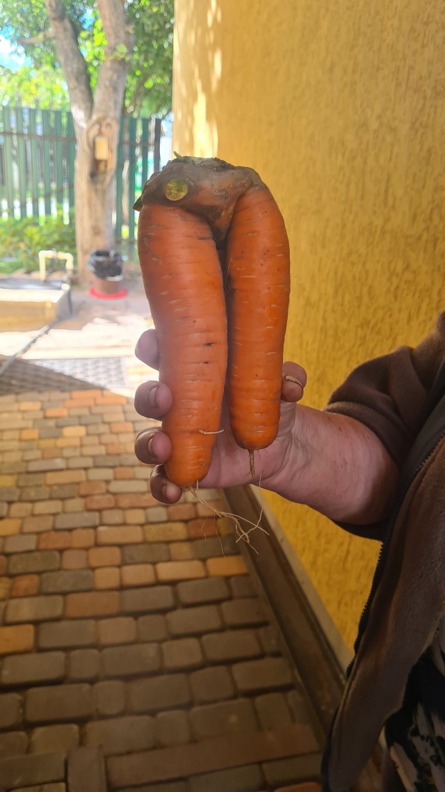 Вот такая нынче морковка пошла?