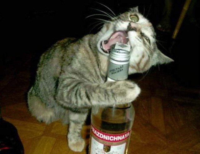 Котики)