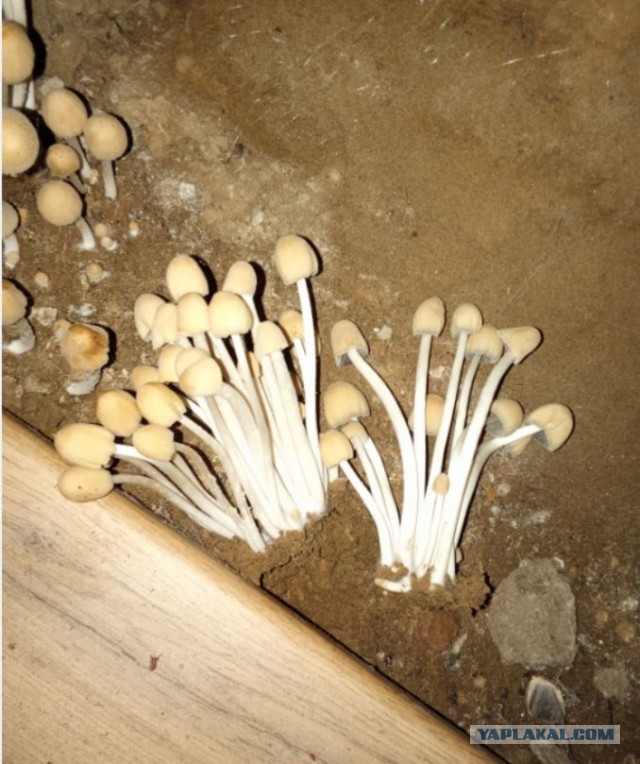 Подпол, грибы, помощь, совет.