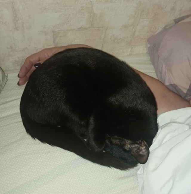 Котовторник