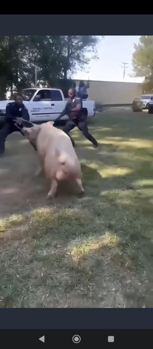 Лапы вверх!