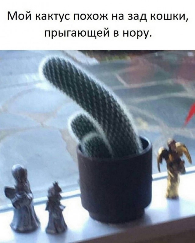 Картинки для деградации 110 (разной степени свежести)