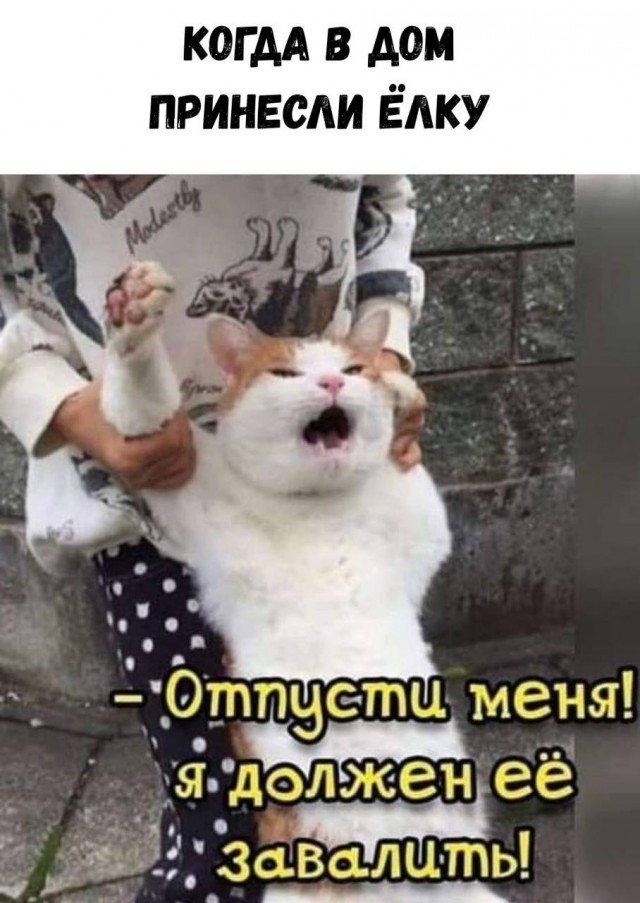 Опасные новогодние «ёлочные» клещи атакуют квартиры россиян