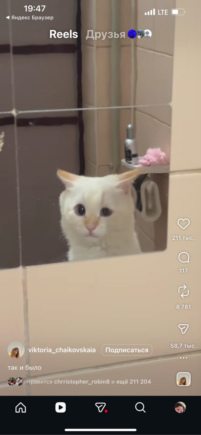 Новогодние песики и кота поплющило