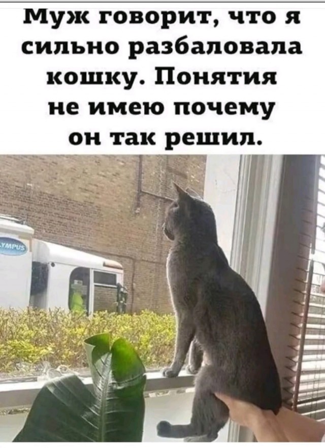 Так себе картинки 25.01.26