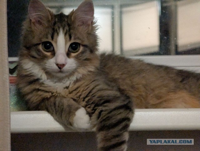 А котовторник уже пришёл?