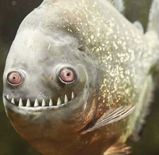 Мило