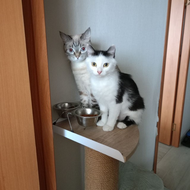 Всех причастных с котовторником!