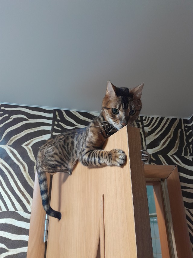 Котовторник: моя инвалидка