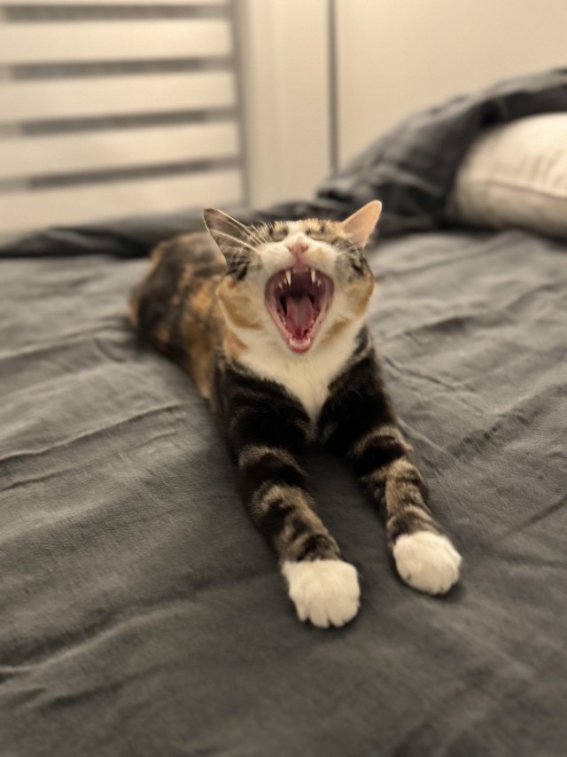 Кошкина зевота