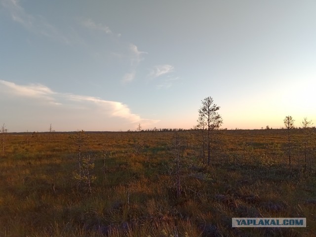 Свежая карельская ягода