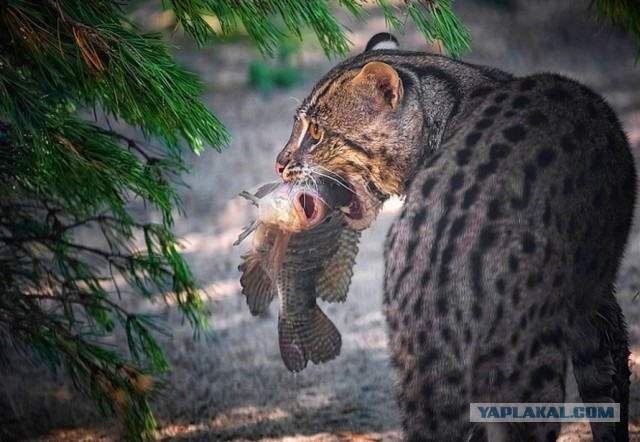 Подводный охотник