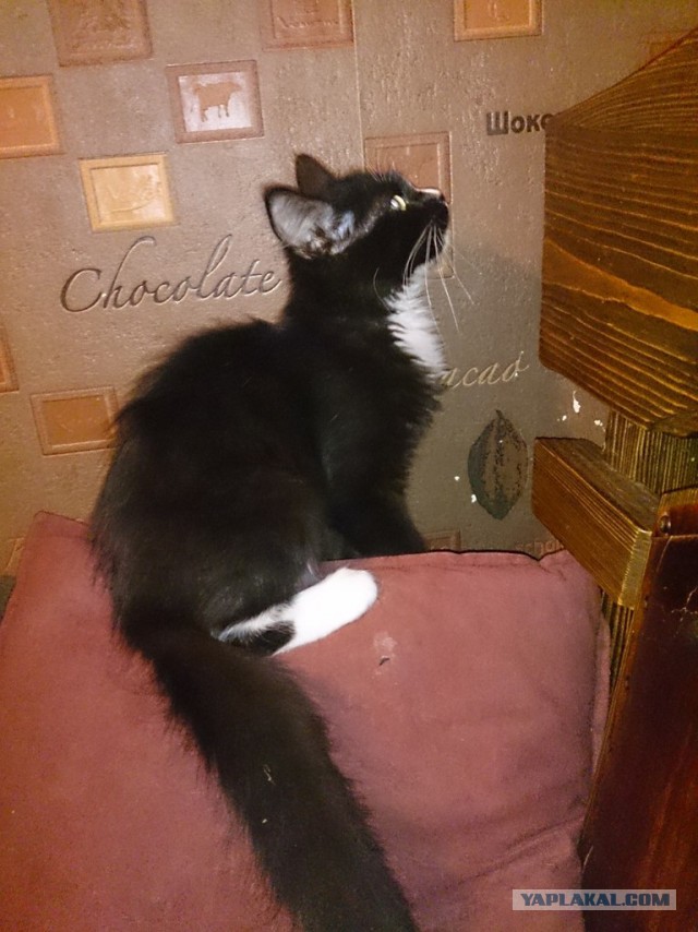 Котовторник 22.10.2013