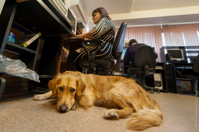 Золотые собаки