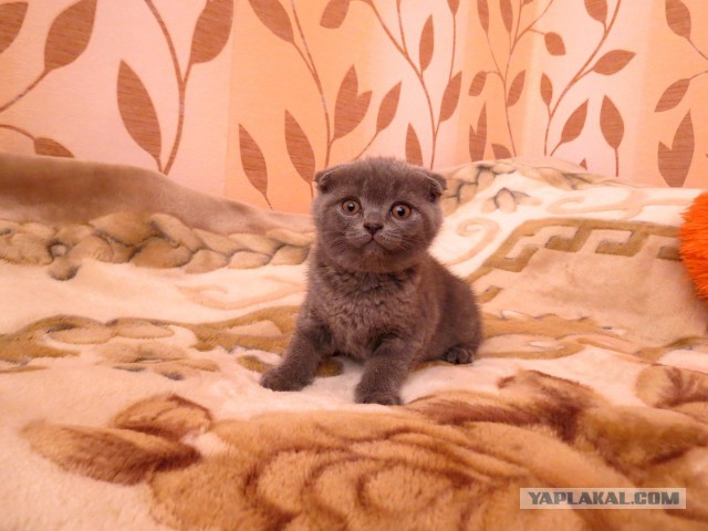 С Котовторником!