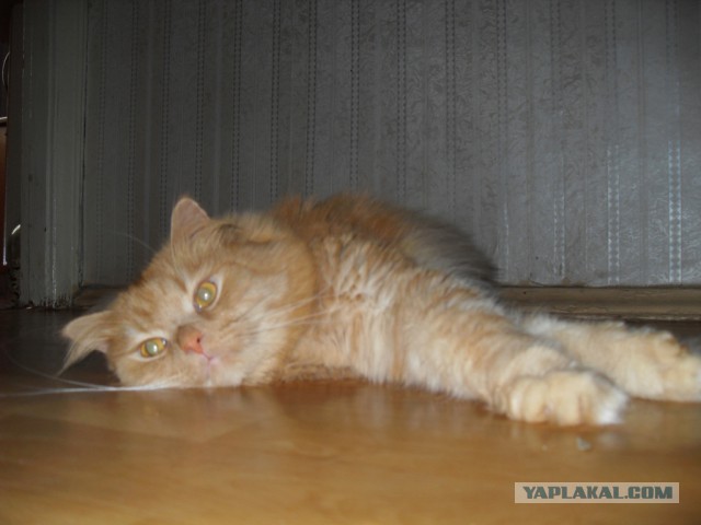 Котовторник  08.07.2014