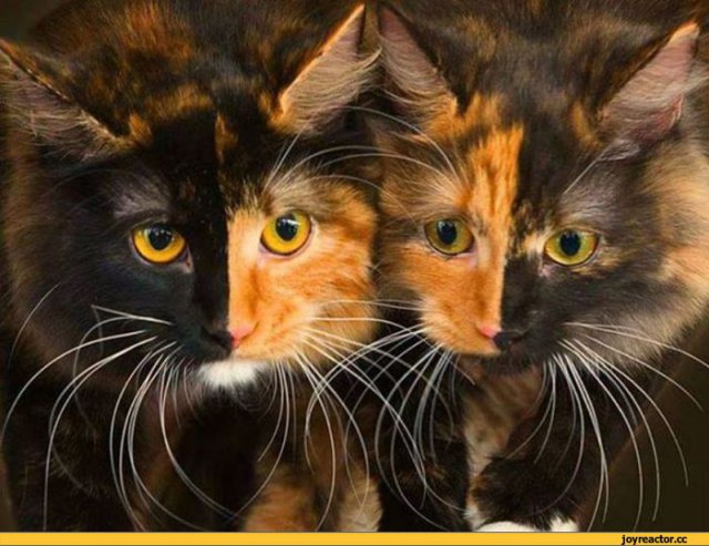 Животные ставшие знаменитыми из-за редкого окраса