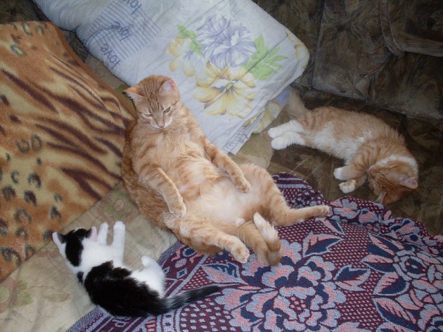 Котовторник 11.11.2014