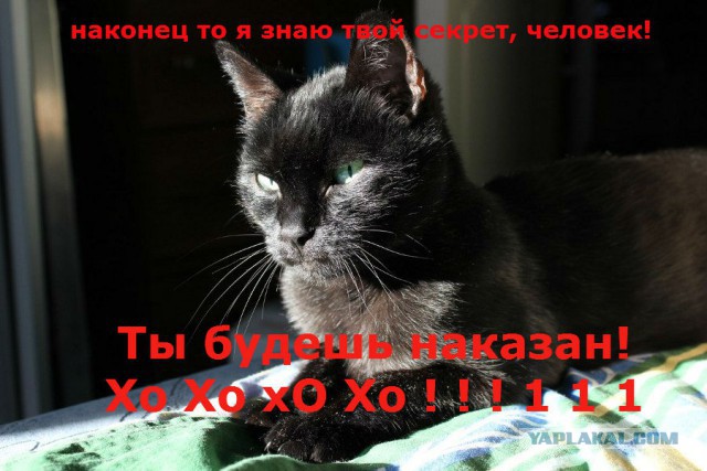 Антикот