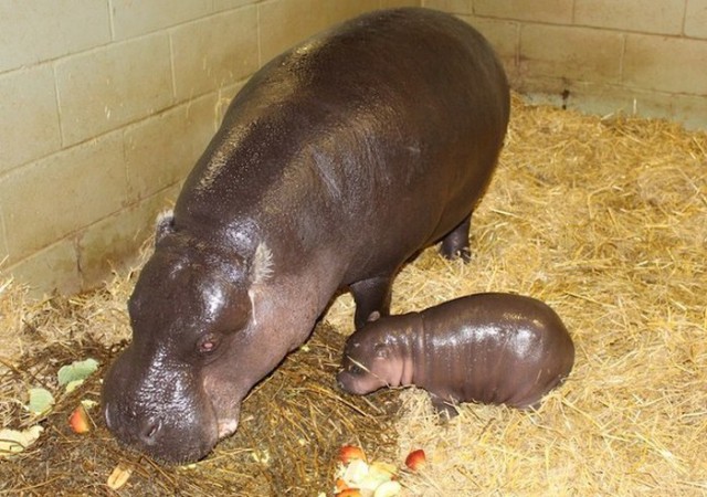 Новорожденный карликовый бегемотик