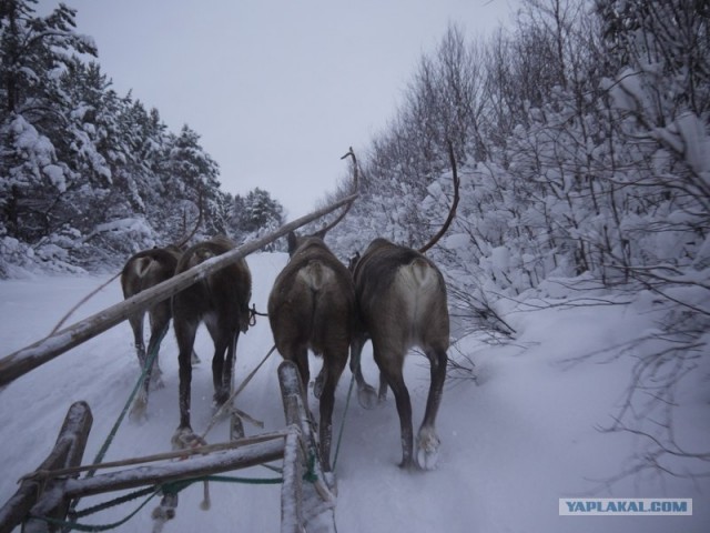 Один день в гостях у оленеводов.