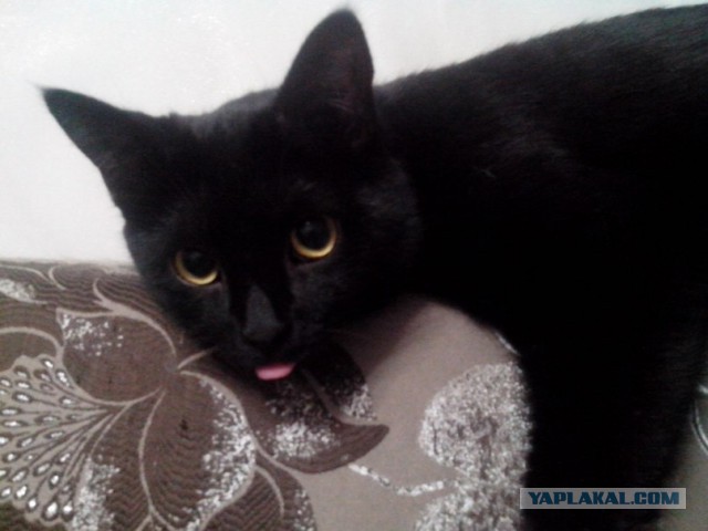 Котовторник