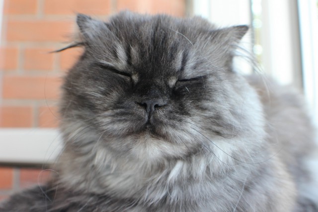 Котовторник 16.06.2015., Котовторник наступил!