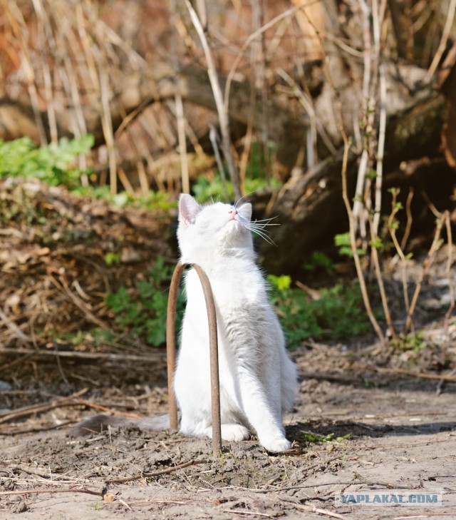 Котовторник