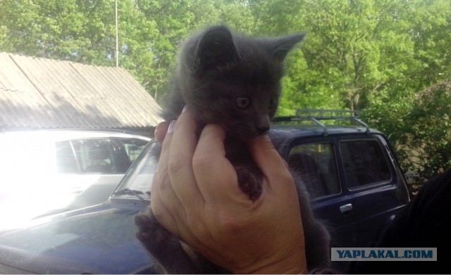 котятки в добрые руки