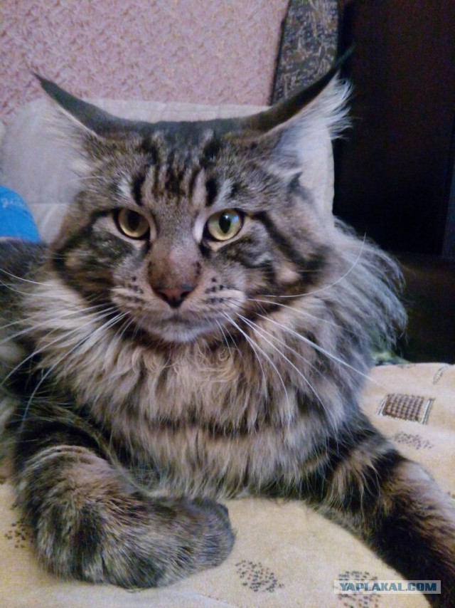 Котовторник 11.08.2015