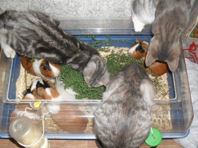 Котовторник 15-09-2015 !