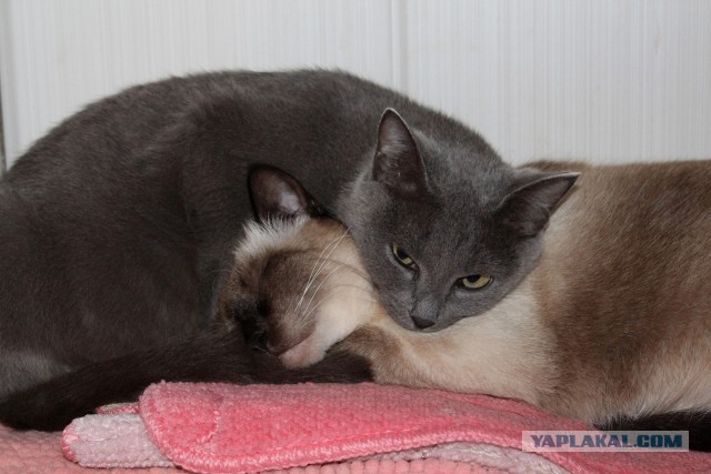 Котовторник наступил!:)