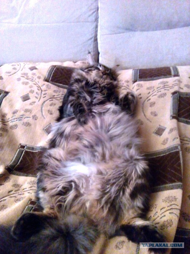 Котовторник 20.10.2015