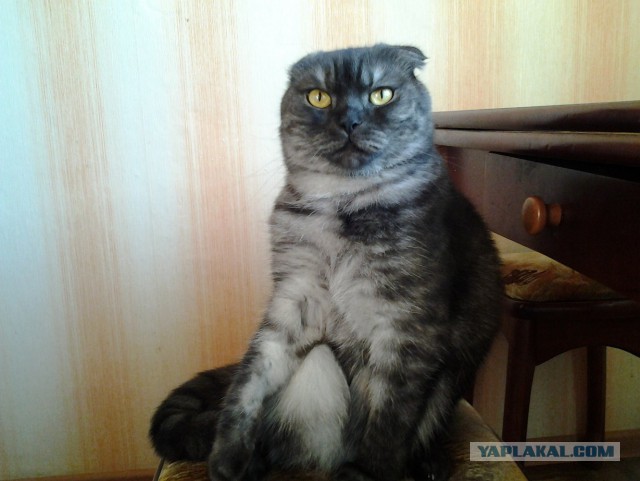 Котовторник 15.12.2015