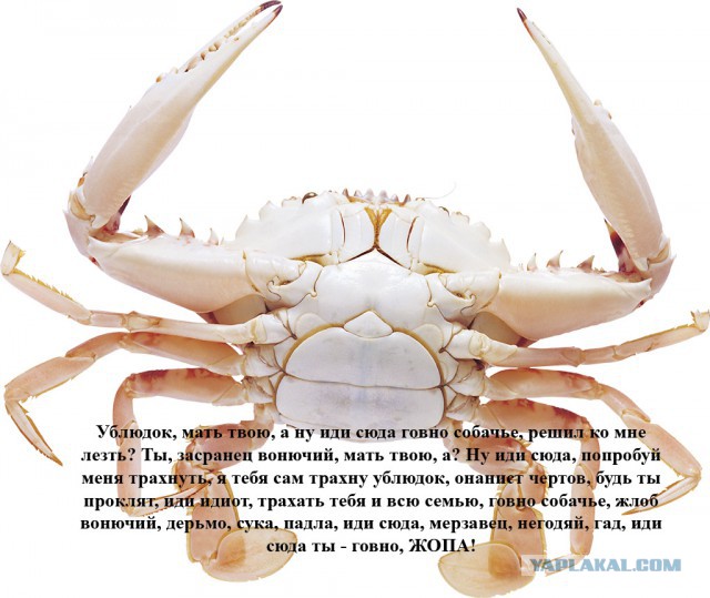 Чоткий краб