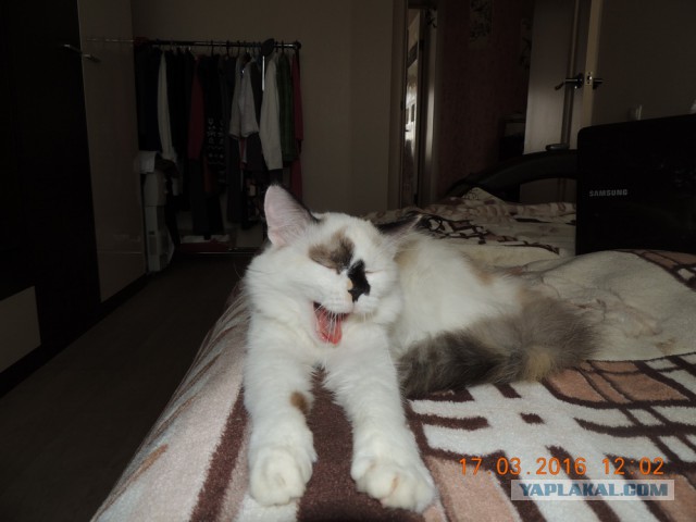 Мои кошки