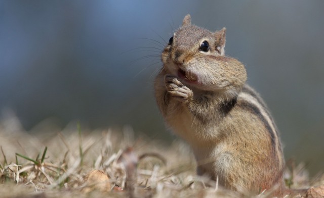Обойный Винегрет