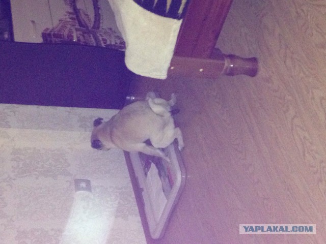 Московская пиццерия доставляет заказы на собаках!