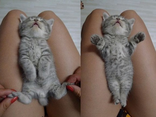 Демы к котовторнику!