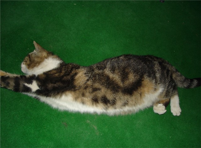 КошкоЛето!